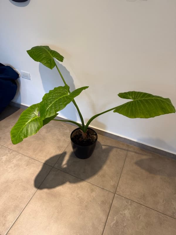 Maceta #1 - foto 1
