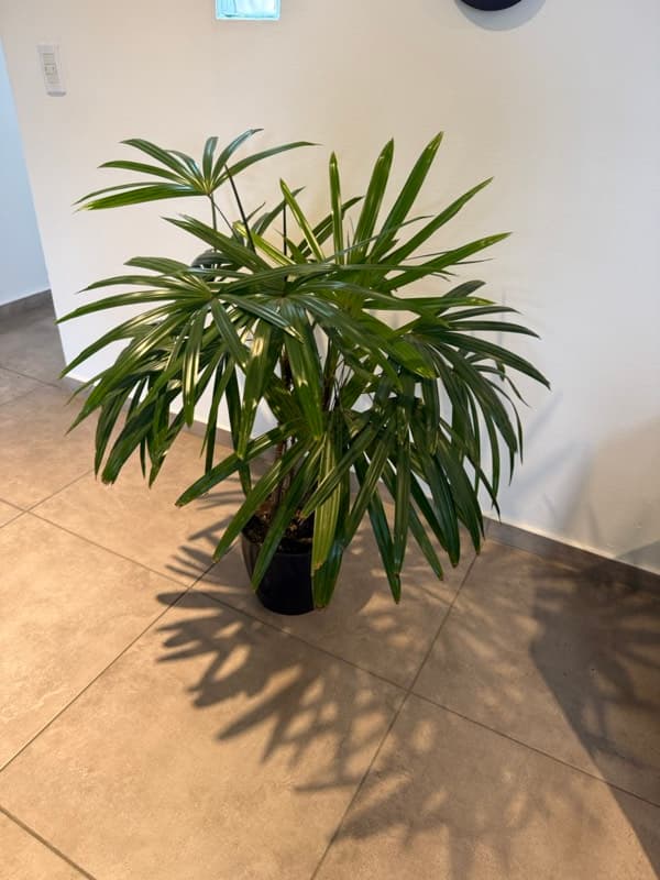 Maceta #2 - foto 1
