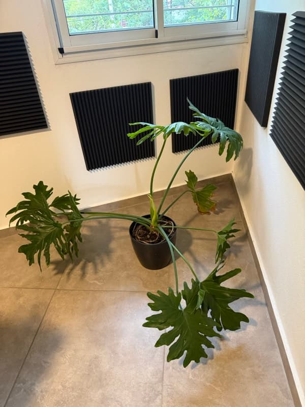 Maceta #5 - foto 1